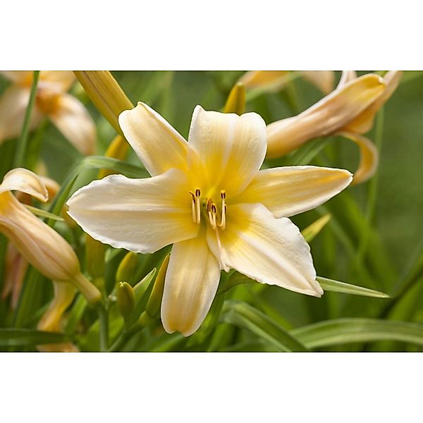 Hemerocallis X Cult. Frances Fay Taglilie Ca. 11x11 cm Topf günstig online kaufen