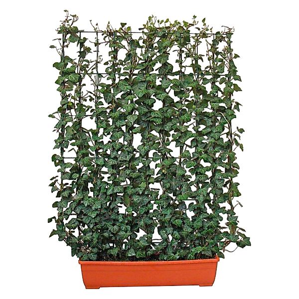 Efeu Hecke am laufenden Meter für den Balkon 130 cm hoch 100 cm breit Heder günstig online kaufen