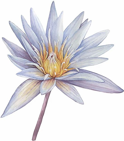 queence Wandtattoo »Sahara« Rosen, selbstklebend, Wandsticker, Sticker, gro günstig online kaufen