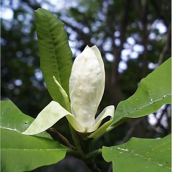 Schirmmagnolie 125-150cm - Magnolia tripetala günstig online kaufen