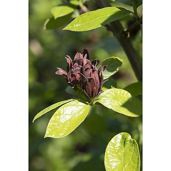 Calycanthus Floridus Gewürzstrauch Aromatisch 30–40 cm günstig online kaufen