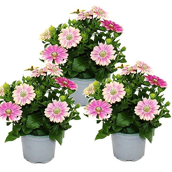 Exotenherz Kapkörbchen Osteospermum Ecklonis 11cm Topf Set mit 3 Pflanzen R günstig online kaufen