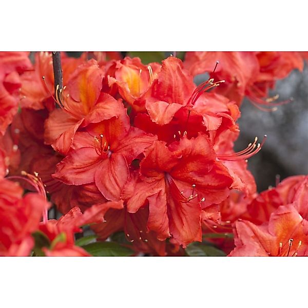 Rhododendron Luteum Feuerwerk Gelb-Rot 50–60 cm günstig online kaufen