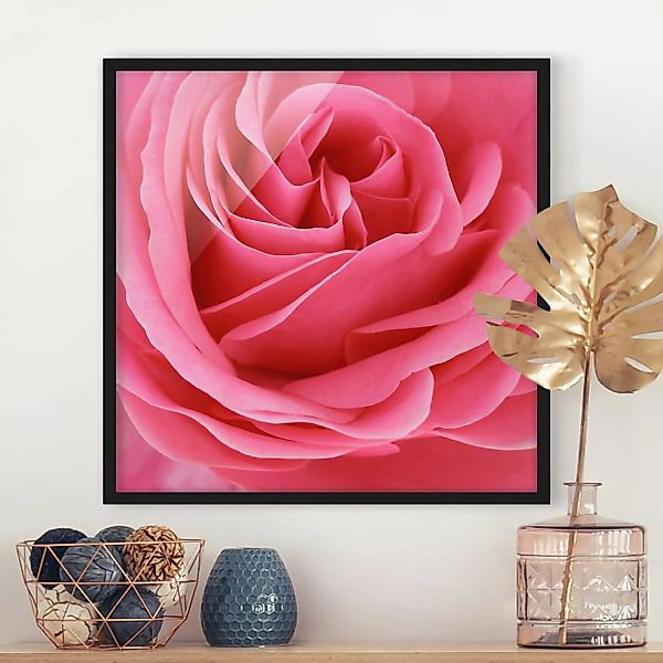 Bild mit Rahmen Blumen - Quadrat Lustful Pink Rose günstig online kaufen
