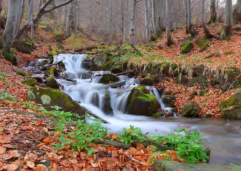 Papermoon Fototapete »Fluss durch Wald« günstig online kaufen