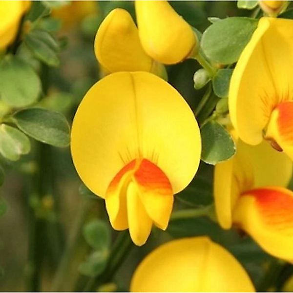 Edelginster Andreanus Splenders 40-60cm - Cytisus scoparius günstig online kaufen