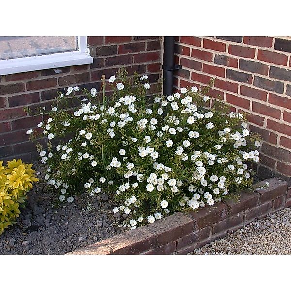 Helianthemum X Cult. Eisbär Sonnenröschen Ca. 9x9 cm Topf günstig online kaufen