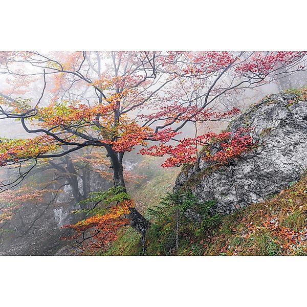 Komar Vliestapete »Digitaldruck Vlies - Euphoria - Größe 300 x 200 cm« bedr günstig online kaufen