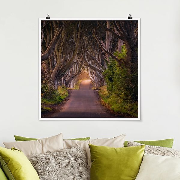 Poster - Quadrat Tunnel aus Bäumen günstig online kaufen