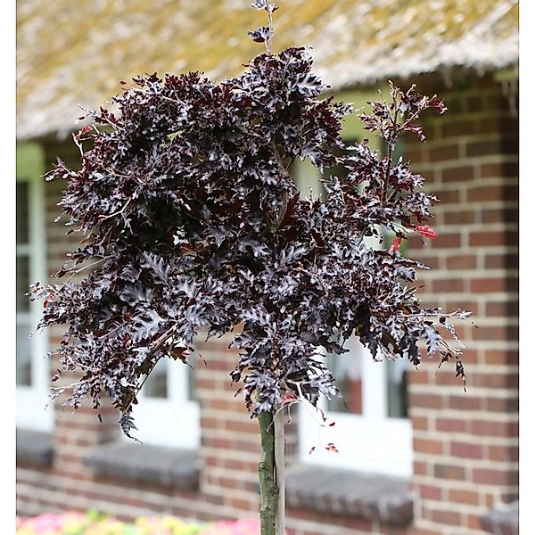 Hochstamm Blutbuche Rohan Weeping 100-125cm - Fagus sylvatica günstig online kaufen