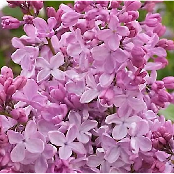 Edelflieder Esther Staley - Kircher-Collection 30-40cm - Syringa hyacinthif günstig online kaufen