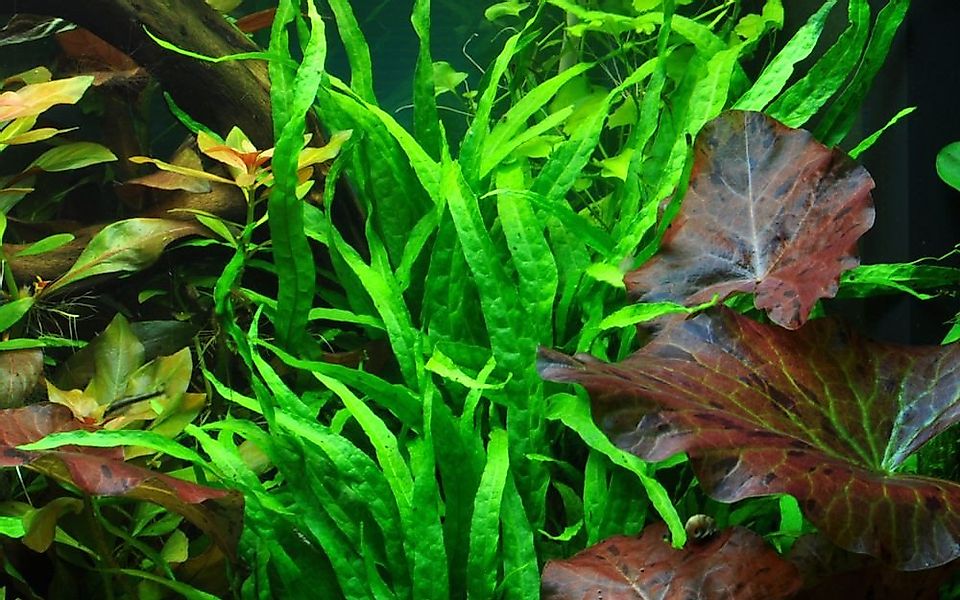 Aquaone Wasserpflanze Aquarium Pflanze Microsorum pteropus 'Narrow' Tropica günstig online kaufen