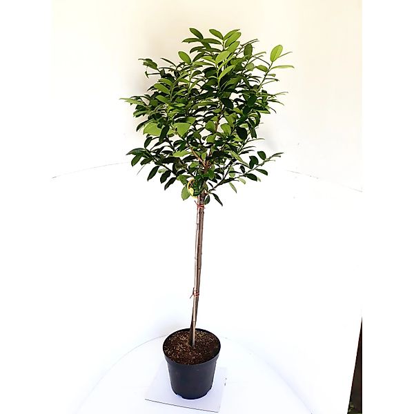 Pflanzen-Boering Prunus Laurocerasus Caucasica Stämmchen Kirschlorbeer Gesa günstig online kaufen