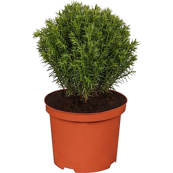 OBI Lebensbaum Teddy Höhe ca. 5 - 10 cm Topf ca. 2, Thuja günstig online kaufen