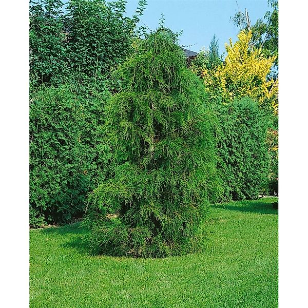 Chamaecyparis pisifera Plumosa Flavescens 30-40 cm günstig online kaufen