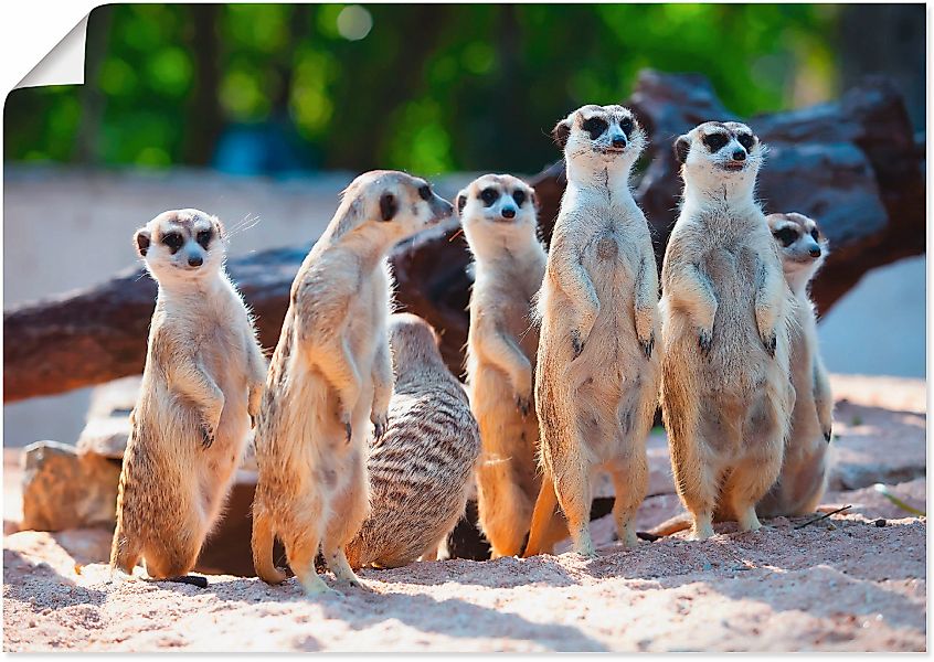 Artland Wandbild "Erdmännchenfamilie", Wildtiere, (1 St.), als Poster, Wand günstig online kaufen