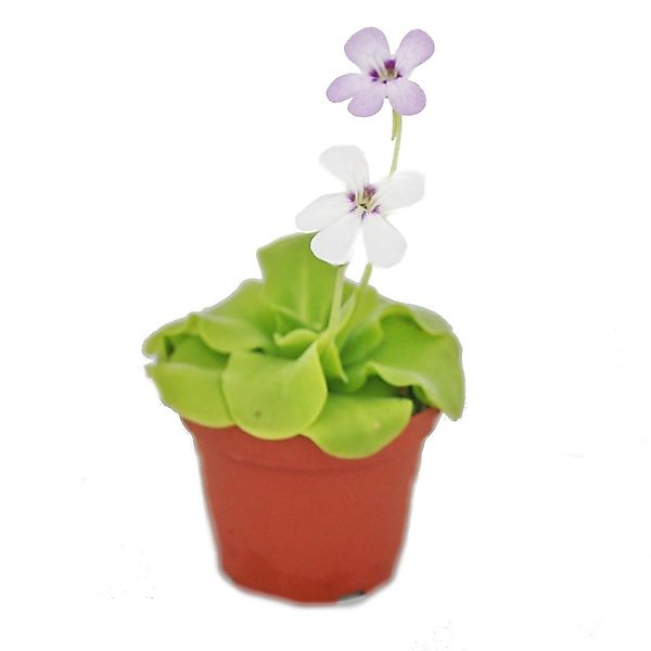 Exotenherz Zimmerpflanze Fettkraut - Pinguicula - Überraschungssorte - 9cm günstig online kaufen