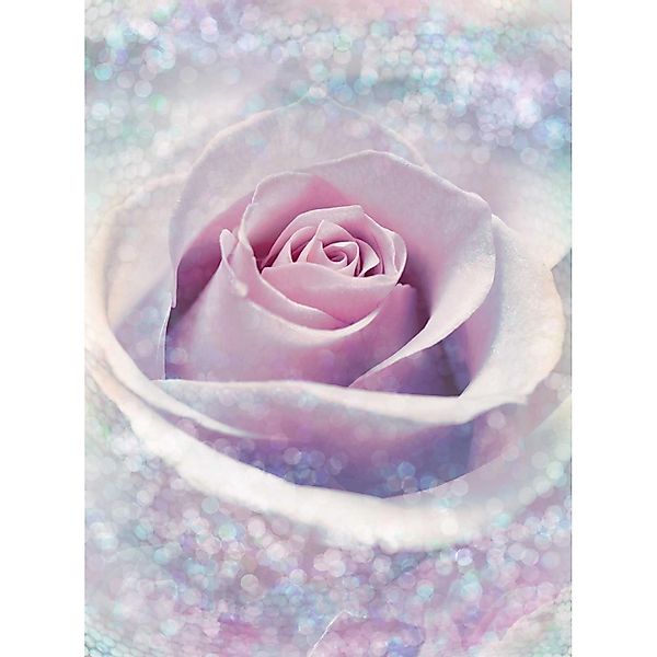 Komar Fototapete Vlies Delicate Rose  200 x 260 cm günstig online kaufen