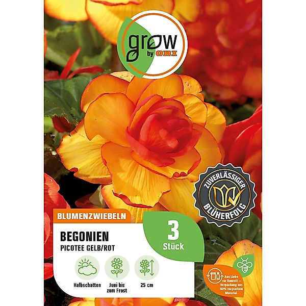 GROW by OBI Begonie Picotee Gelb/Rot Höhe ca. 25 cm Begonia picotee günstig online kaufen