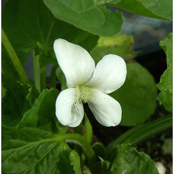 Duftveilchen Alba - Viola odorata günstig online kaufen