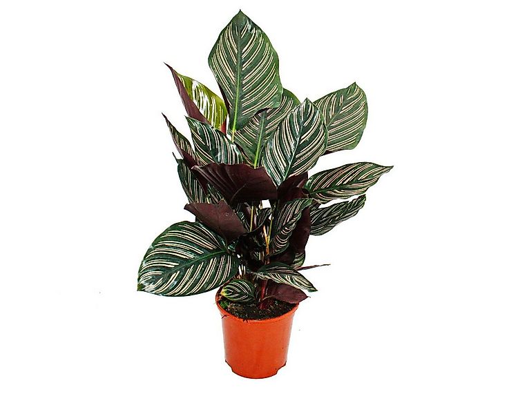 Exotenherz Zimmerpflanze Schattenpflanze mit ausgef. Blattmuster Calathea o günstig online kaufen