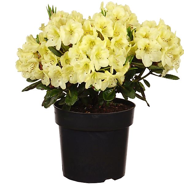 Alpenrose Goldinetta Höhe ca. 30-40 cm Topf ca. 6 l Rhododendron günstig online kaufen