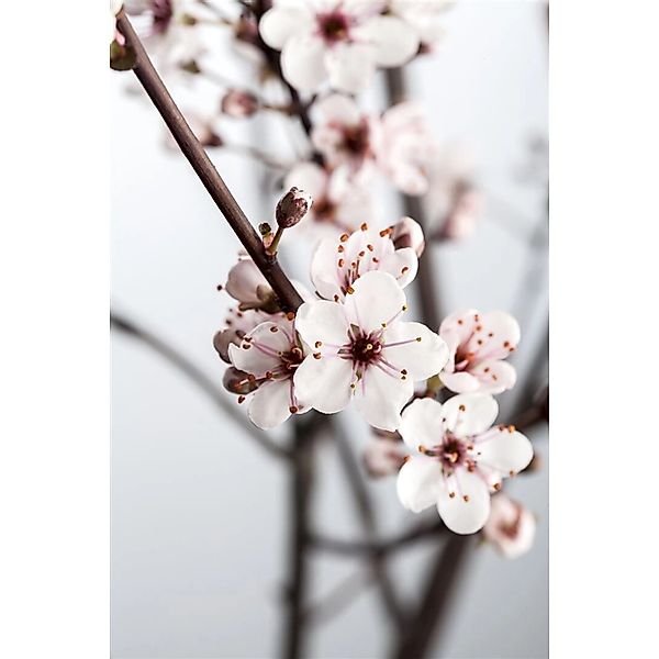 Prunus Cistena Blutpflaume Dunkelrot 120 cm Stammhöhe günstig online kaufen