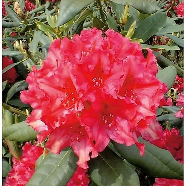 Großblumige Rhododendron Mrs. P. den Ouden 25-30cm - Alpenrose günstig online kaufen