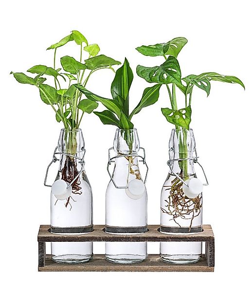 Dehner Zimmerpflanze Waterplant - Set, je 1x Monstera, Purpurtute, Drachenb günstig online kaufen