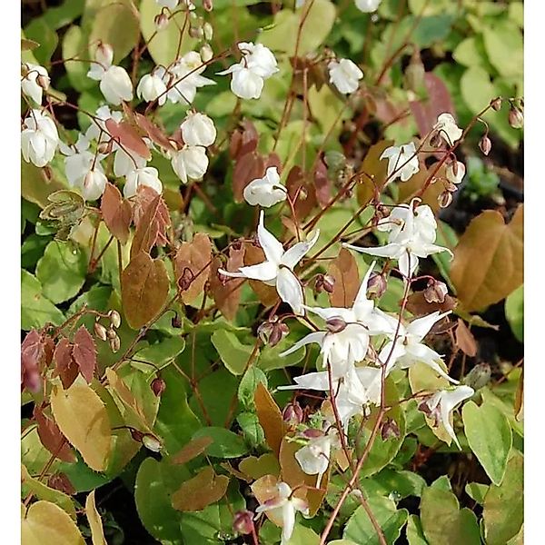 Zierliche Elfenblume - Epimedium youngianum günstig online kaufen