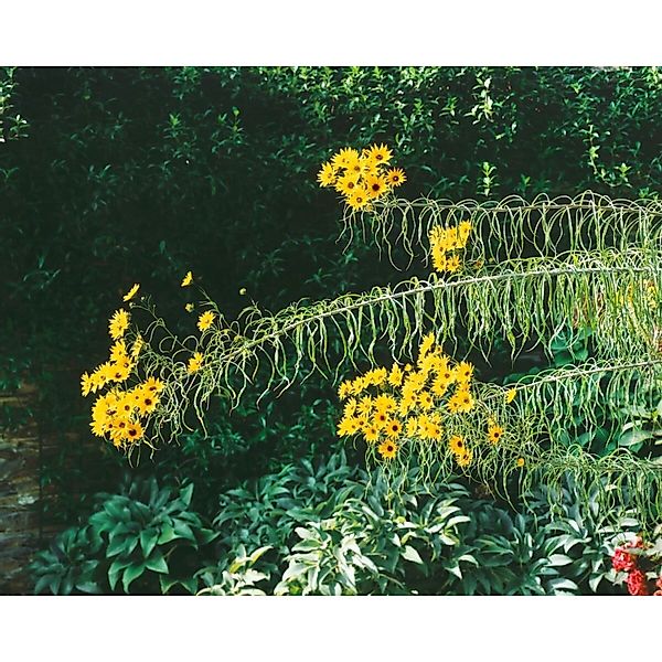 Helianthus Orgyalis Weidenblättrige Sonnenblume Ca. 11x11 cm Topf günstig online kaufen