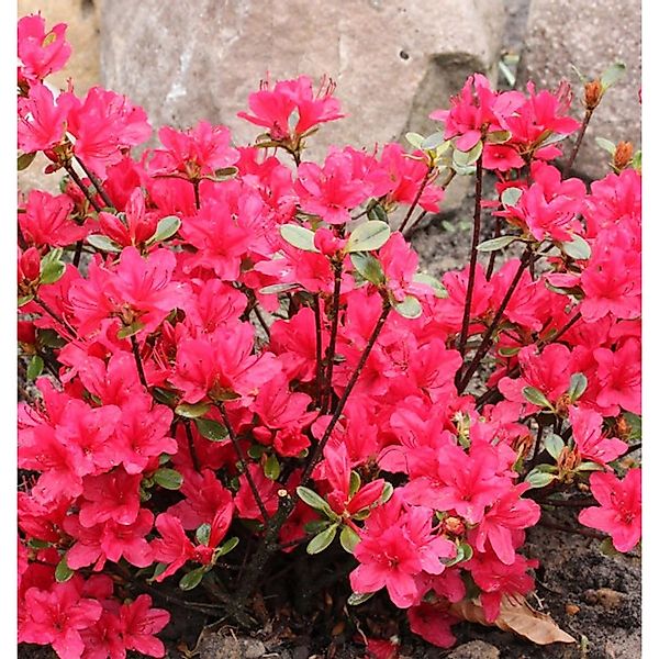 Japanische Azalee Elfie 25-30cm - Rhododendron obtusum - Zwerg Alpenrose günstig online kaufen