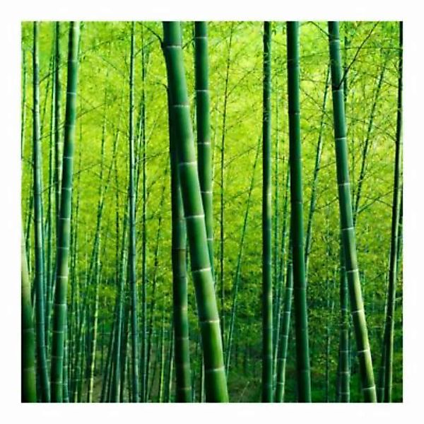 Bilderwelten Fototapete Bambuswald grün Gr. 288 x 190 günstig online kaufen