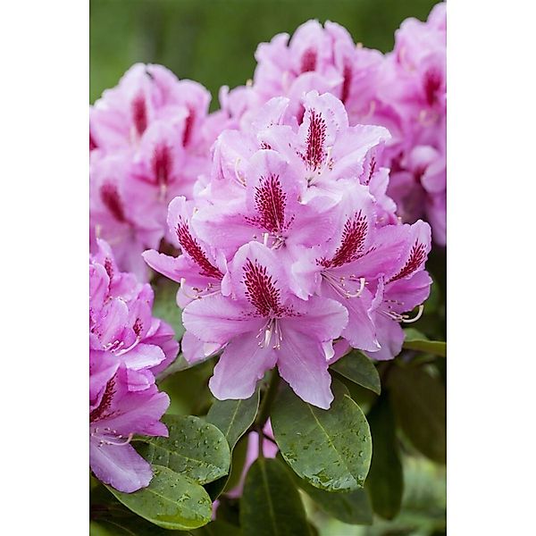 Rhododendron Hybr. Furnivalls Daughter Rosa 40–50 cm günstig online kaufen