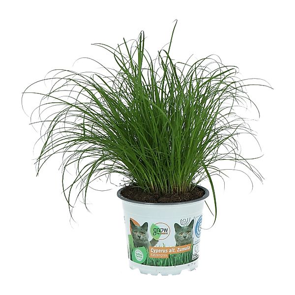 GROW by OBI Vitalfutter Katzengras Topf-Ø ca. 12 cm Cyperus alternifolius z günstig online kaufen