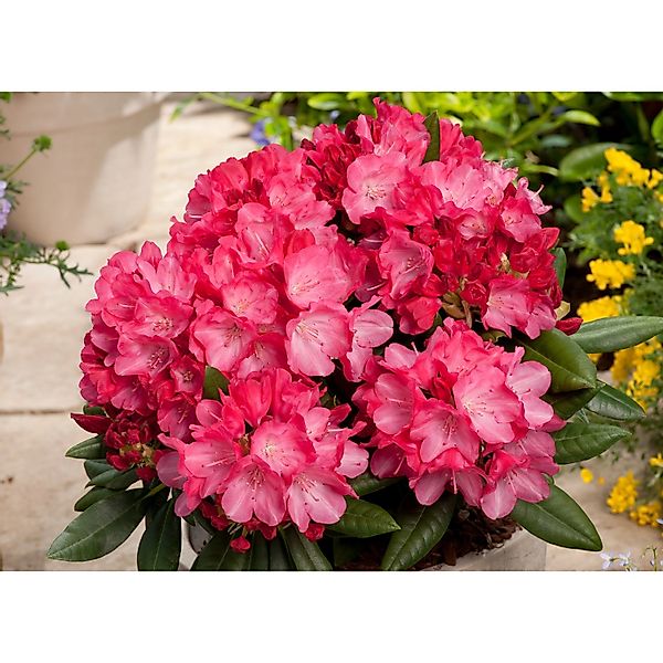 OBI Yaku-Rhododendron Fantastica Rosarot Höhe ca. 20 - 30 cm Topf ca. 5 l günstig online kaufen