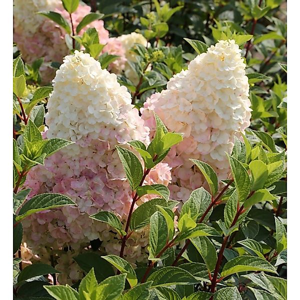 Hochstamm Rispenhortensie Silver Dollar 80-100cm - Hydrangea paniculata günstig online kaufen