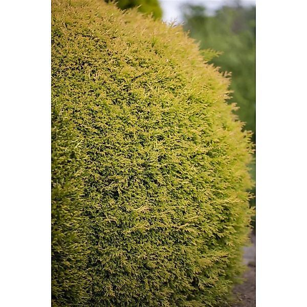 Thuja occidentalis 'Rheingold' 60-80 cm günstig online kaufen