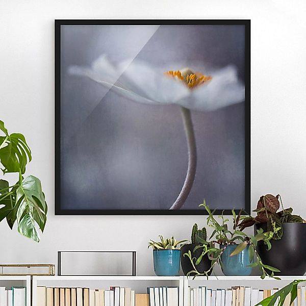 Bild mit Rahmen Blumen - Quadrat Weiße Anemonenblüte günstig online kaufen