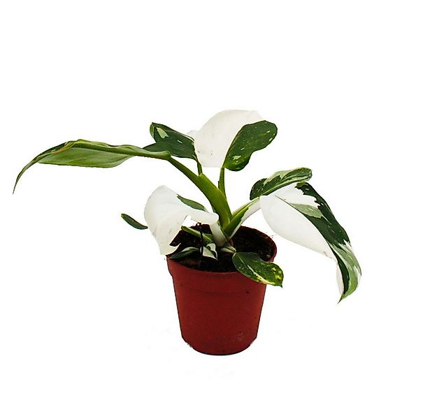 Exotenherz Zimmerpflanze Philodendron White Princess - weiß-grüner Baumfreu günstig online kaufen