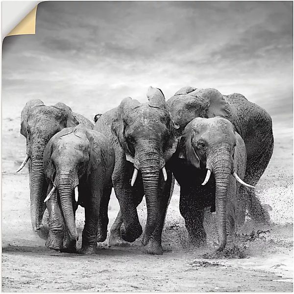 Artland Wandbild "Elefanten", Wildtiere, (1 St.), als Leinwandbild, Poster, günstig online kaufen