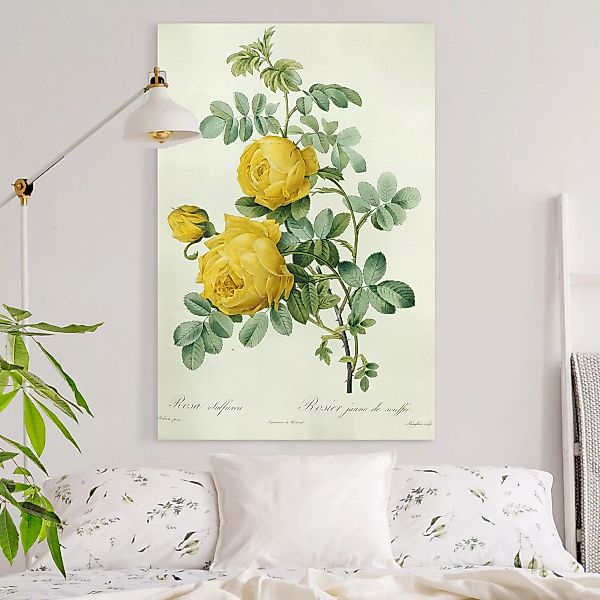 Leinwandbild Blumen - Hochformat Pierre Joseph Redouté - Rosa Sulfurea günstig online kaufen