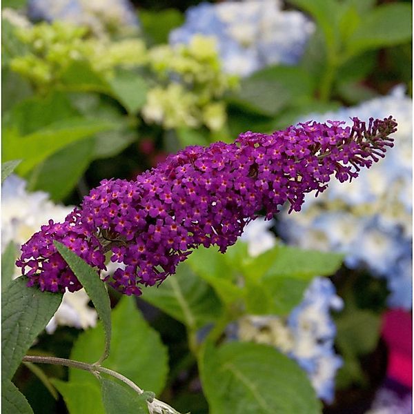 Schmetterlingsflieder Summer Bird Magenta 30-40cm - Buddleja günstig online kaufen