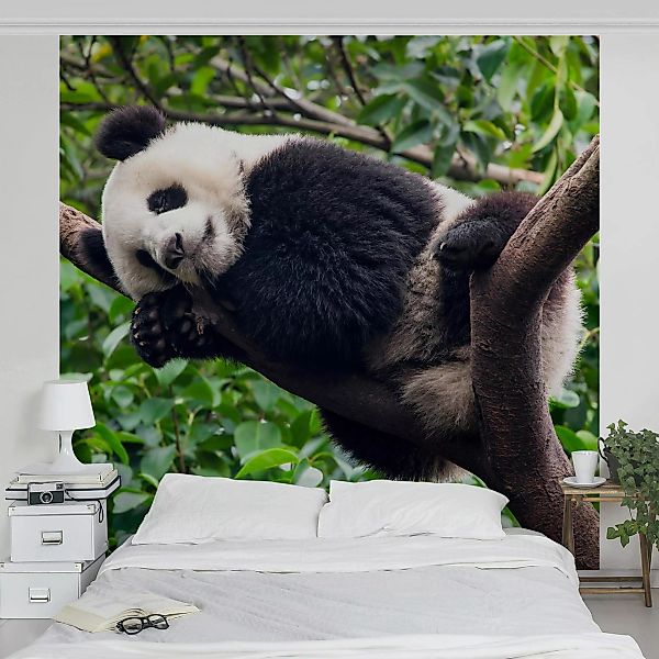 Fototapete Schlafender Panda auf Ast günstig online kaufen
