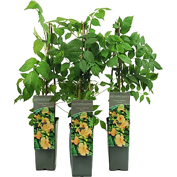 Trompetenblume Flava Goldgelb Höhe ca. 40 - 60 cm Topf ca. 2, Campsis günstig online kaufen