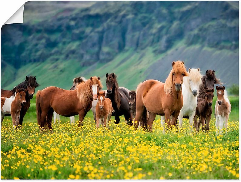 Artland "Isländische Pferde VII" Haustiere 1 Stk. tlg. als Leinwandbild, Po günstig online kaufen
