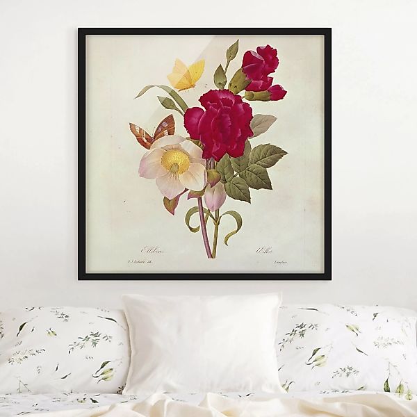 Bild mit Rahmen Blumen - Quadrat Pierre Joseph Redouté - Christrosen günstig online kaufen