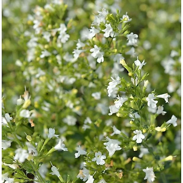 Kleinblättrige Bergminze Marvelette White - großer Topf - Calamintha nepeta günstig online kaufen