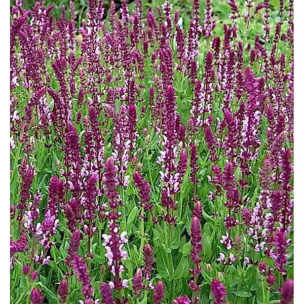 Ziersalbei Rose Queen - Salvia nemorosa günstig online kaufen