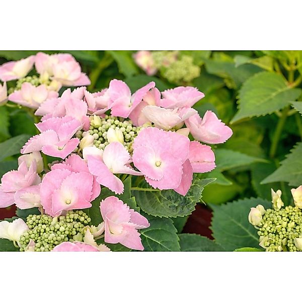 Hydrangea Mac. Hortensie 'Frisbee® Pink' 30-40 cm günstig online kaufen